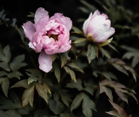 fresh fragile flowers Stock Photo