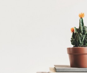 green cactus in pot Stock Photo