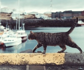 grey cat walking on quay Stock Photo