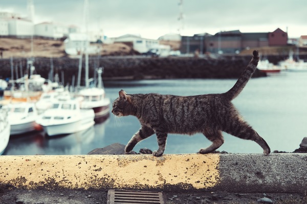 grey cat walking on quay Stock Photo