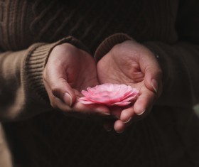 hands holding delicate flower Stock Photo