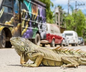 salamander creeping on crowded road Stock Photo
