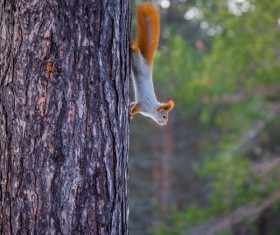 small squirrel climbing down the tree Stock Photo