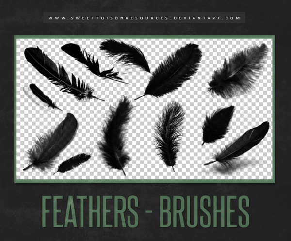 12 Feather Photoshop Brushes.
