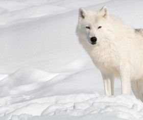 Arctic wolf on the snow Stock Photo