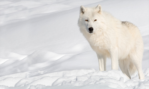 Arctic wolf on the snow Stock Photo