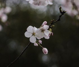 Beautiful fragile flowers on branch Stock Photo