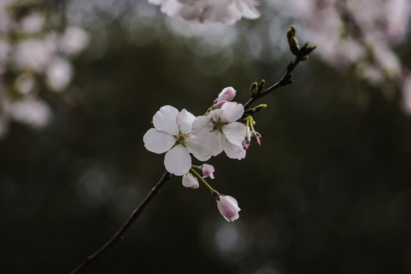 Beautiful fragile flowers on branch Stock Photo