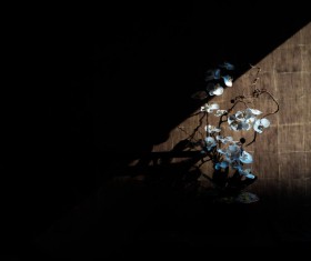 Beautiful white orchid in darkness Stock Photo