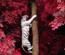 Bengal White Tiger climbs the tree Stock Photo