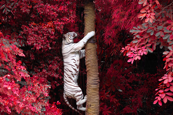 Bengal White Tiger climbs the tree Stock Photo
