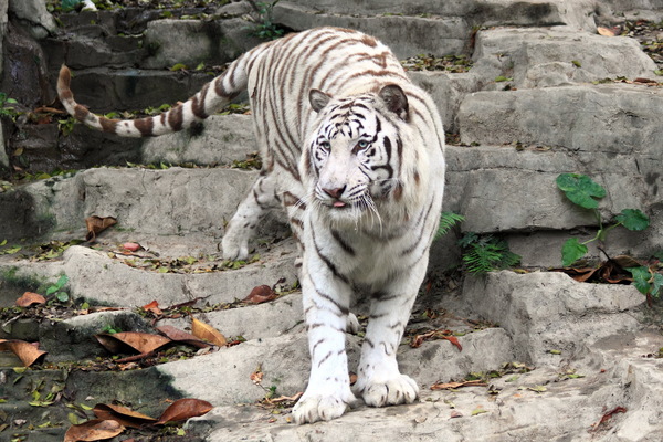 Bengal white tiger Stock Photo 01