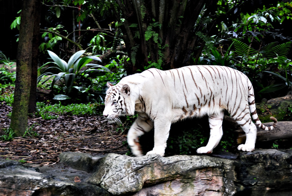 Bengal white tiger Stock Photo 02