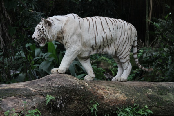 Bengal white tiger Stock Photo 03
