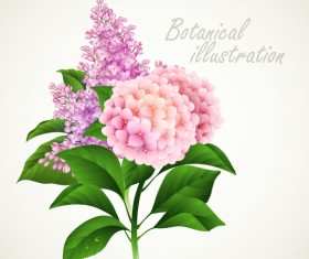 Botanical flower illustration vector