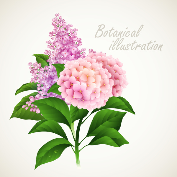 Botanical flower illustration vector