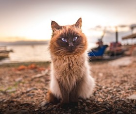 Burma Saint cats Stock Photo