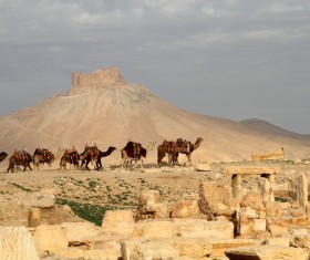 Camel caravan in the desert Stock Photo 01