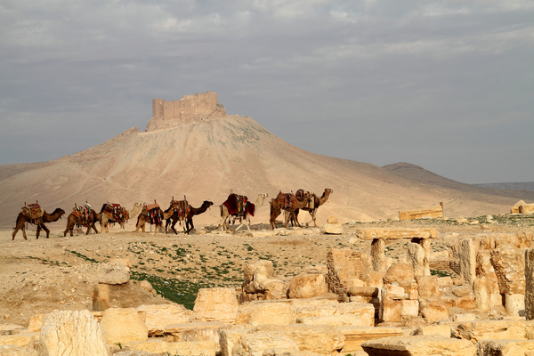 Camel caravan in the desert Stock Photo 01