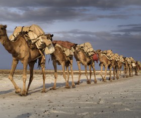 Camel caravan in the desert Stock Photo 02
