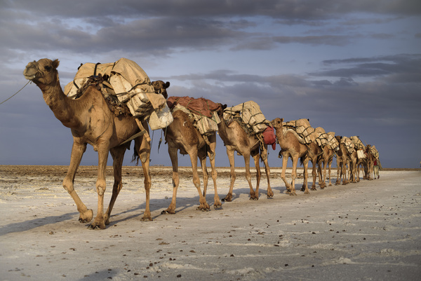 Camel caravan in the desert Stock Photo 02