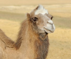 Camel close-up Stock Photo