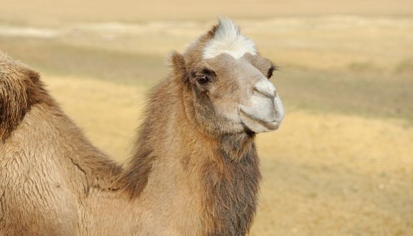 Camel close-up Stock Photo