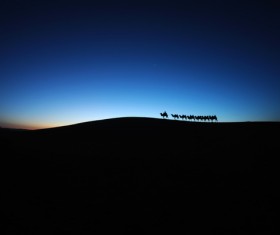 Camel in the desert at dawn Stock Photo