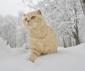 Cat outdoors in winter Stock Photo 01