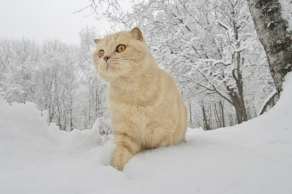 Cat outdoors in winter Stock Photo 01