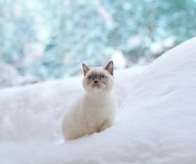 Cat outdoors in winter Stock Photo 02