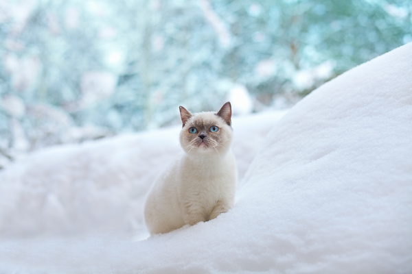 Cat outdoors in winter Stock Photo 02