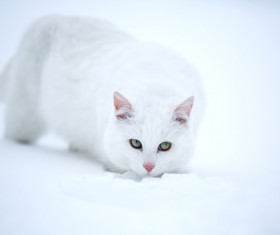 Cat outdoors in winter Stock Photo 03