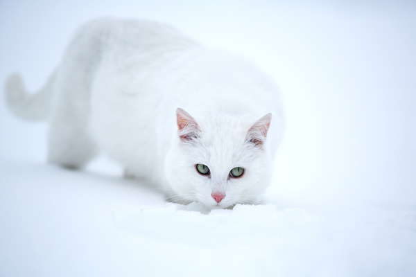 Cat outdoors in winter Stock Photo 03