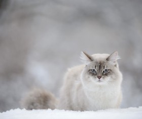 Cat outdoors in winter Stock Photo 04