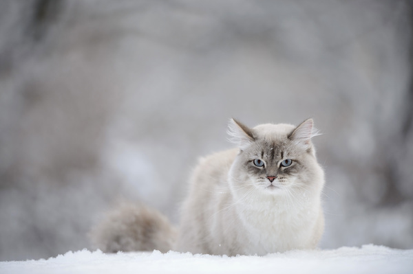 Cat outdoors in winter Stock Photo 04