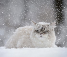 Cat outdoors in winter Stock Photo 05