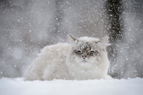 Cat outdoors in winter Stock Photo 05