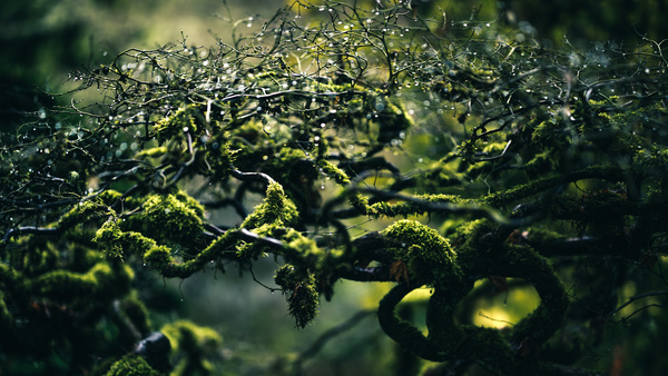 Closeup mossy leafless tree Stock Photo