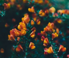Closeup of beautiful blossom flowers Stock Photo