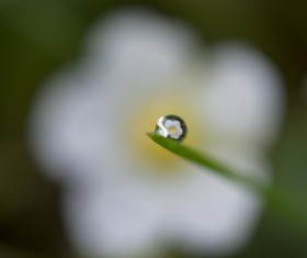 Closeup of dew droplets on leaf Stock Photo