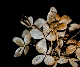Closeup of dried leaves decoration Stock Photo