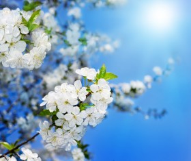Closeup white apple blossom Stock Photo