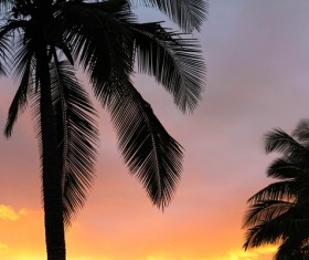 Coconut trees at dark sunset Stock Photo