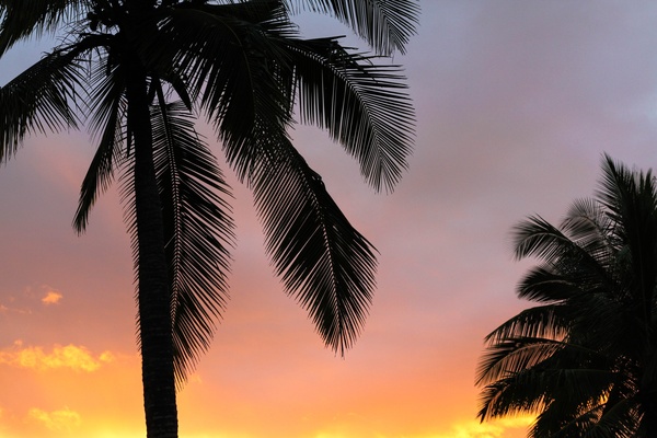Coconut trees at dark sunset Stock Photo