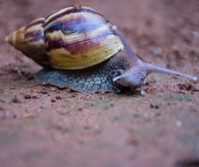 Crawling snail Stock Photo