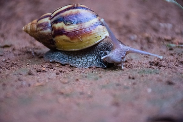 Crawling snail Stock Photo