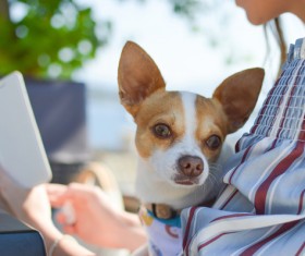 Cute small dog and owner Stock Photo