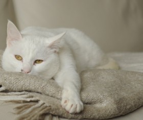 Cute white kitten Stock Photo 01