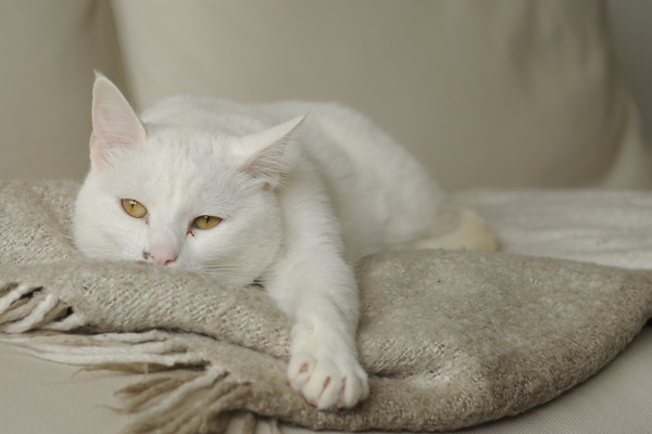Cute white kitten Stock Photo 01